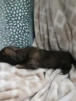 Darci, a female Miniature Dachshund for sale in Indian Trail, NC – 2 of 4