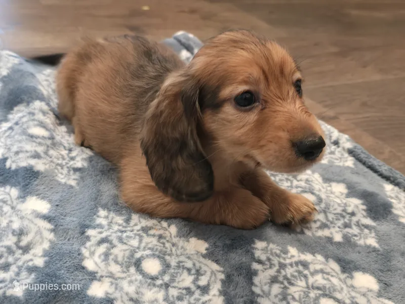 Sampson – Miniature Dachshund puppy for sale in Indian Trail, NC