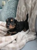Brandi, a female Miniature Dachshund for sale in Indian Trail, NC – 1 of 3