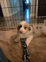 Remi, a female Australian Shepherd for sale in Indian Trail, NC – 5 of 5