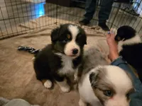Sydney, a female Australian Shepherd for sale in Indian Trail, NC – 2 of 4