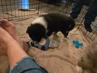Duncan, a male Australian Shepherd for sale in Indian Trail, NC – 2 of 5