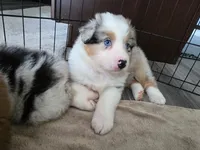 May, a female Australian Shepherd for sale in Indian Trail, NC – Photo 3 of 4