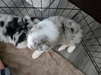 May, a female Australian Shepherd for sale in Indian Trail, NC – Photo 2 of 4