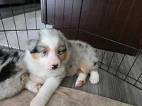 May, a female Australian Shepherd for sale in Indian Trail, NC – Photo 4 of 4