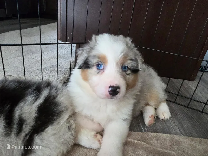May – Australian Shepherd puppy for sale in Indian Trail, NC