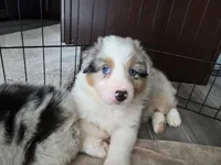 May, a female Australian Shepherd for sale in Indian Trail, NC – Photo 1 of 4