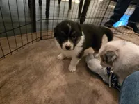 Duncan, a male Australian Shepherd for sale in Indian Trail, NC – 3 of 5