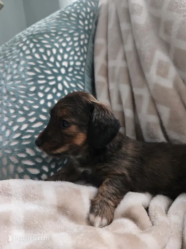 Darci – Miniature Dachshund puppy for sale in Indian Trail, NC