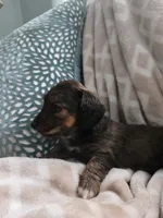 Darci, a female Miniature Dachshund for sale in Indian Trail, NC – 1 of 4