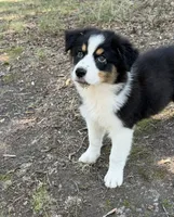 Gracie, a female Australian Shepherd for sale in Indian Trail, NC – 2 of 2