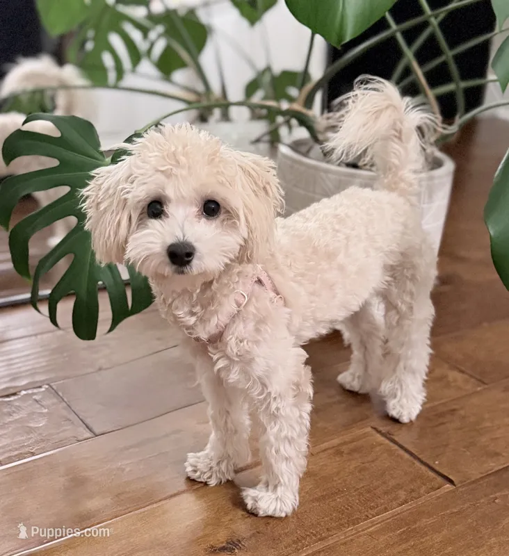 Toffee – Maltipoo, Poodle - Toy  puppy for sale in Mission Viejo, CA