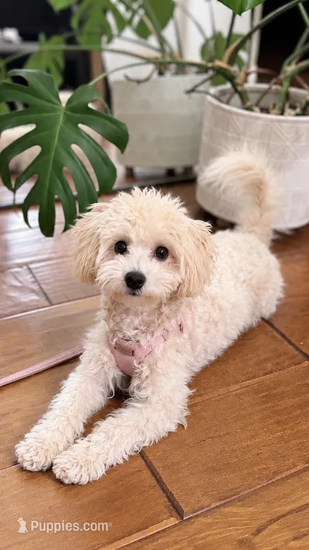 Toffee – Maltipoo, Poodle - Toy  puppy for sale in Mission Viejo, CA