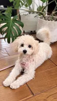 Toffee, a female Maltipoo and Poodle - Toy  for sale in Mission Viejo, CA – 1 of 6