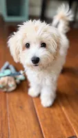 Toffee, a female Maltipoo and Poodle - Toy  for sale in Mission Viejo, CA – 5 of 6