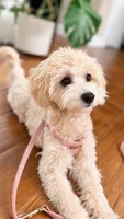 Toffee, a female Maltipoo and Poodle - Toy  for sale in Mission Viejo, CA – 2 of 6