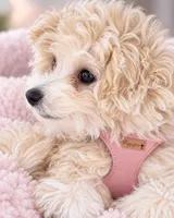 Toffee, a female Maltipoo and Poodle - Toy  for sale in Mission Viejo, CA – 3 of 6