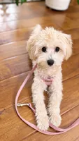 Toffee, a female Maltipoo and Poodle - Toy  for sale in Mission Viejo, CA – 6 of 6