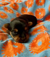 Nemo, a male Yorkshire Terrier for sale in Olathe, KS – Photo 2 of 4