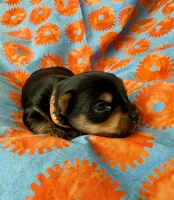 Nemo, a male Yorkshire Terrier for sale in Olathe, KS – Photo 4 of 4