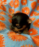 Nemo, a male Yorkshire Terrier for sale in Olathe, KS – Photo 3 of 4