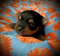 Nemo, a male Yorkshire Terrier for sale in Olathe, KS – Photo 1 of 4