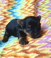 Marlin, a male Yorkshire Terrier for sale in Olathe, KS – Photo 1 of 4