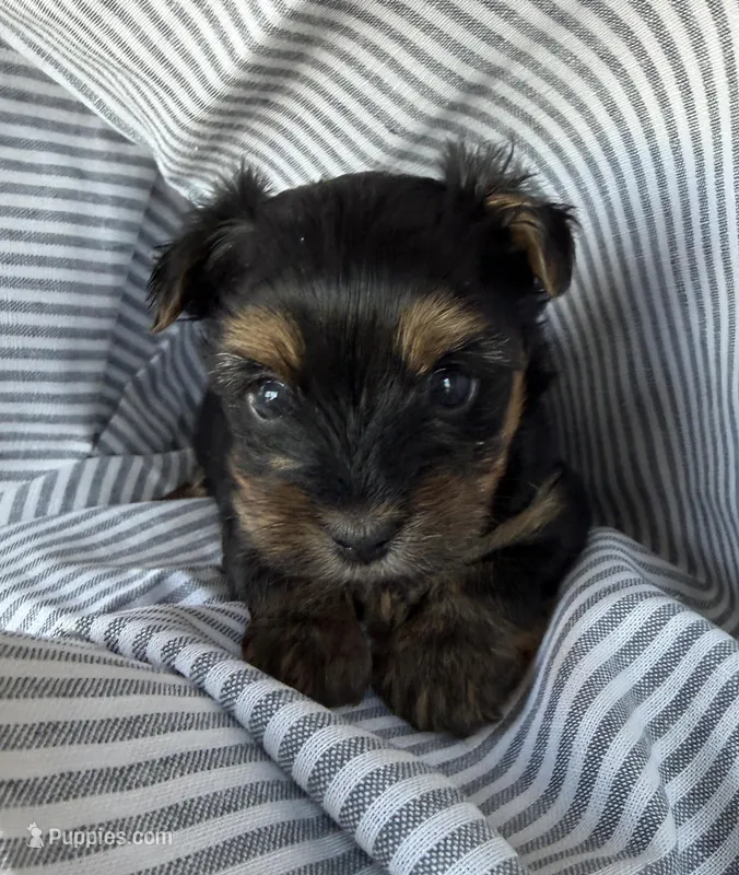 Marlin – Yorkshire Terrier puppy for sale in Olathe, KS