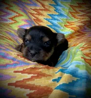 Marlin, a male Yorkshire Terrier for sale in Olathe, KS – Photo 4 of 4