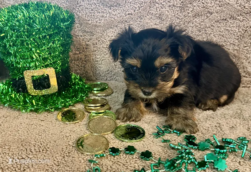 Marlin – Yorkshire Terrier puppy for sale in Olathe, KS