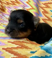 Marlin, a male Yorkshire Terrier for sale in Olathe, KS – Photo 3 of 4