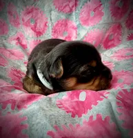 Dory, a female Yorkshire Terrier for sale in Olathe, KS – Photo 2 of 3