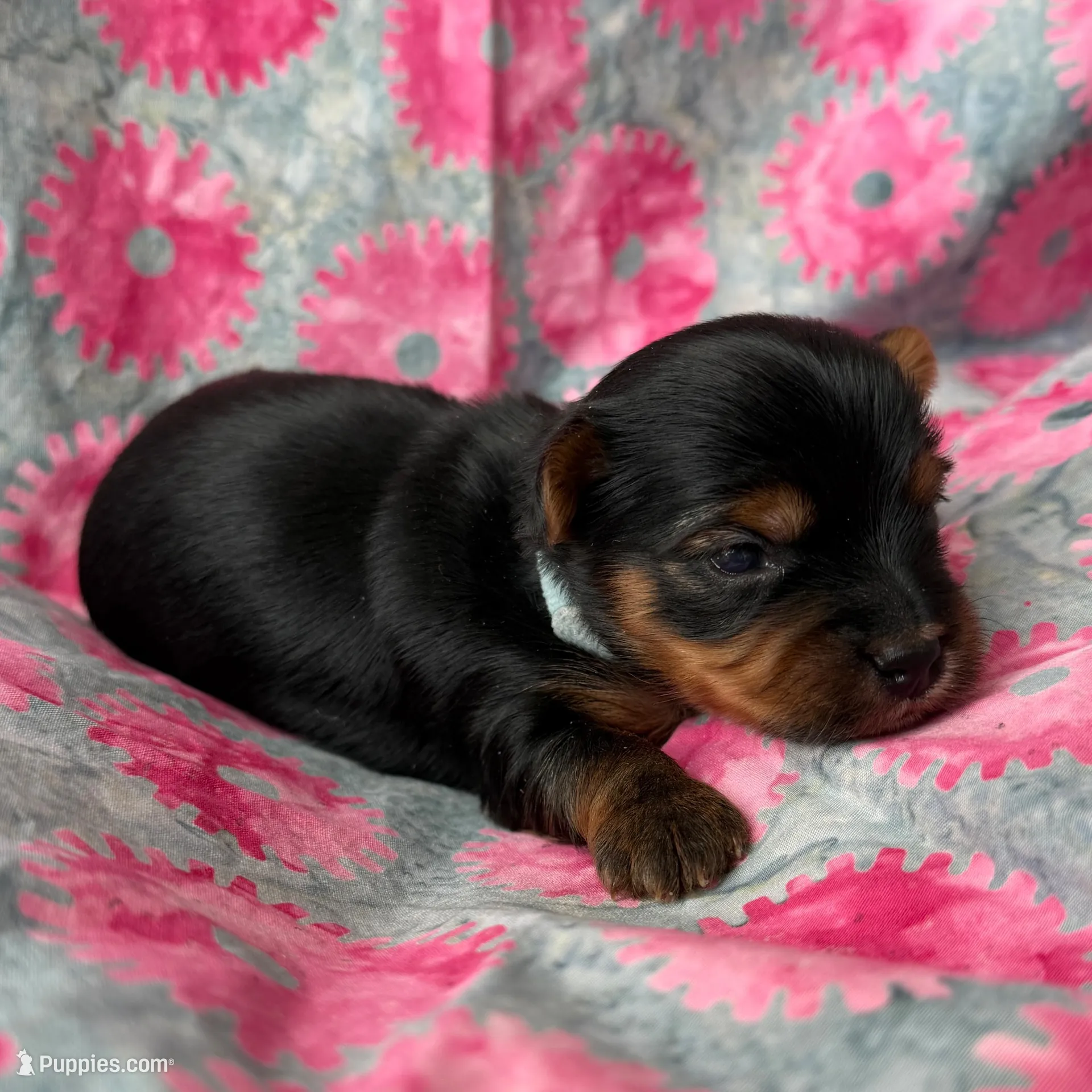 Dory, a female Yorkshire Terrier for sale in Olathe, KS – Photo 3 of 3