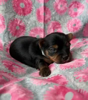 Dory, a female Yorkshire Terrier for sale in Olathe, KS – Photo 1 of 3