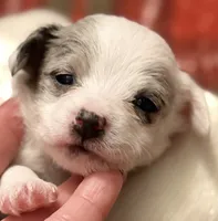 Empress , a female Chipoo for sale in Sault Sainte Marie, MI – 4 of 8