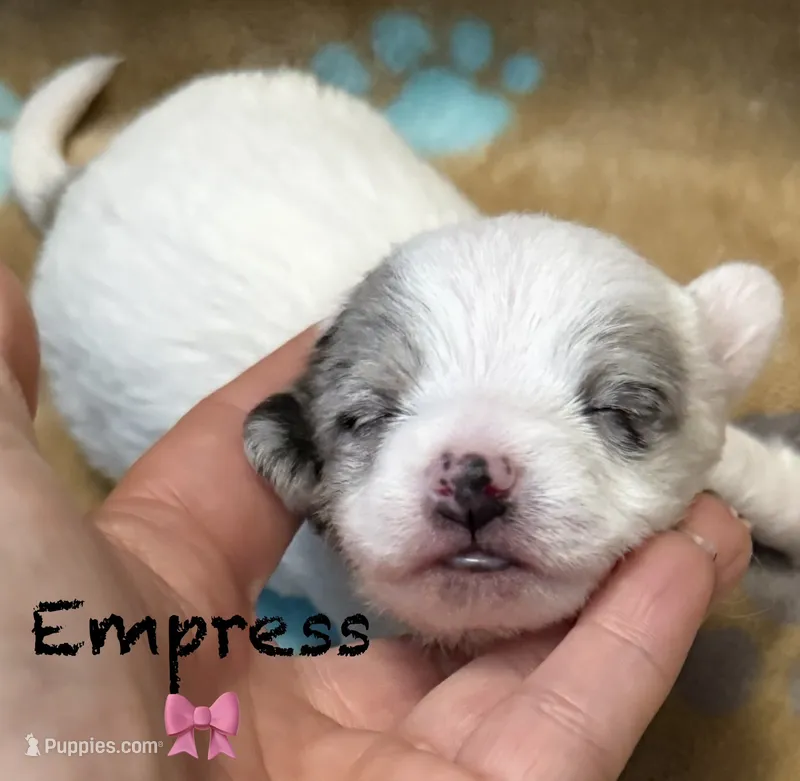 Empress , a female Chipoo for sale in Sault Sainte Marie, MI – 1 of 8