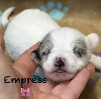 Empress , a female Chipoo for sale in Sault Sainte Marie, MI – 1 of 8