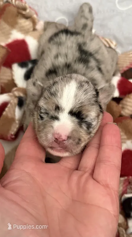 Ross – Chihuahua puppy for sale in Sault Sainte Marie, MI