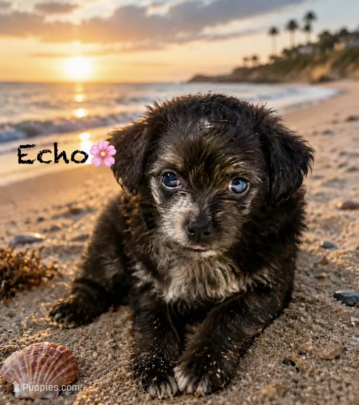 Echo  – Chipoo puppy for sale in Sault Sainte Marie, MI