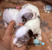 Empire , a male Chipoo for sale in Sault Sainte Marie, MI – 2 of 7