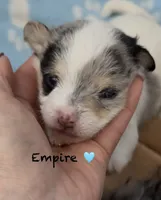 Empire , a male Chipoo for sale in Sault Sainte Marie, MI – 3 of 7