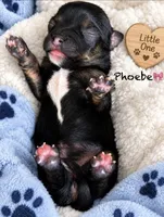 Phoebe , a female Chihuahua for sale in Sault Sainte Marie, MI – 2 of 6