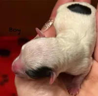 Triton , a male Chorkie for sale in Sault Sainte Marie, MI – 5 of 8