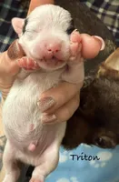 Triton , a male Chorkie for sale in Sault Sainte Marie, MI – 1 of 8