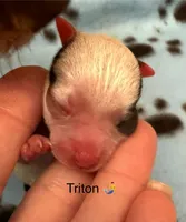 Triton , a male Chorkie for sale in Sault Sainte Marie, MI – 8 of 8