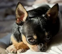 Triton , a male Chorkie for sale in Sault Sainte Marie, MI – 3 of 8