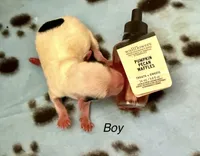 Triton , a male Chorkie for sale in Sault Sainte Marie, MI – 4 of 8