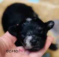 Echo , a female Chipoo for sale in Sault Sainte Marie, MI – 1 of 7