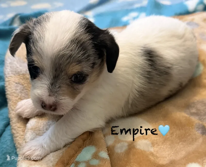 Empire  – Chipoo puppy for sale in Sault Sainte Marie, MI