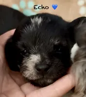 Echo , a female Chipoo for sale in Sault Sainte Marie, MI – 3 of 7